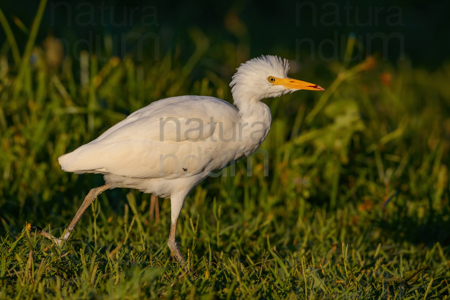 Foto di Airone guardabuoi (Bubulcus ibis)