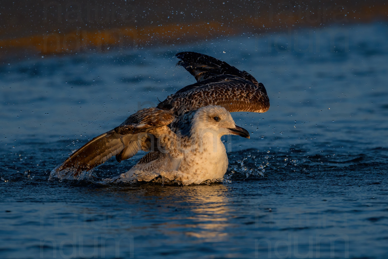 Foto di Gabbiano reale (Larus michahellis)