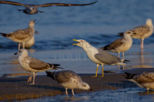 Foto di Gabbiano reale (Larus michahellis)