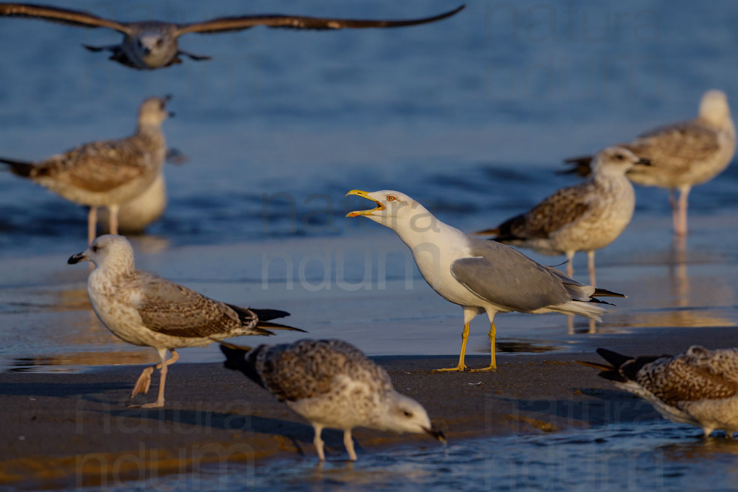 Photos of Yellow-legged Gull (Larus michahellis)