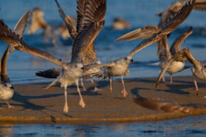 Photos of Yellow-legged Gull (Larus michahellis)