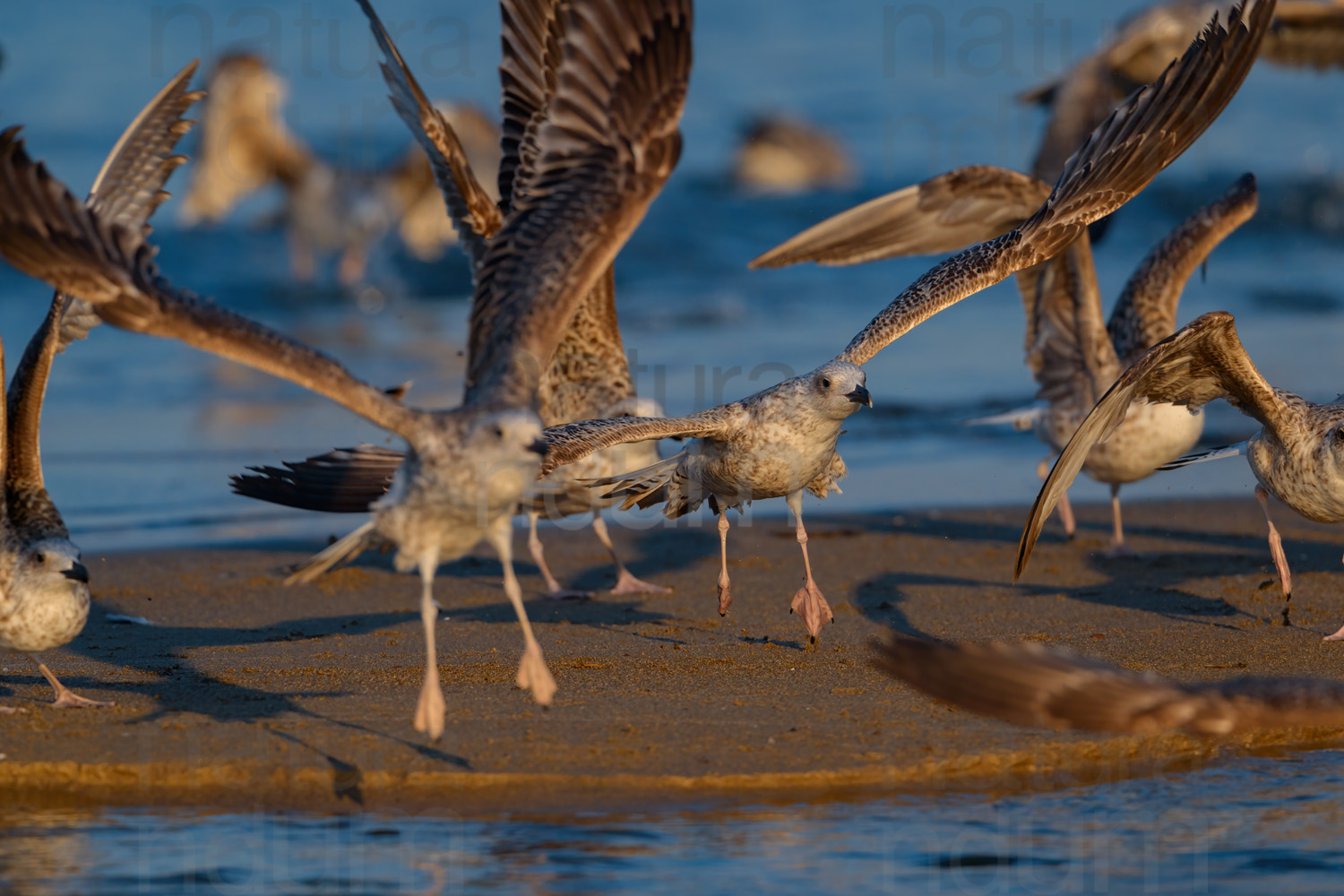 Foto di Gabbiano reale (Larus michahellis)