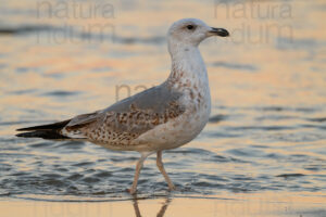 Foto di Gabbiano reale (Larus michahellis)