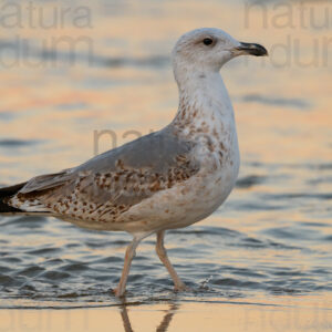 Photos of Yellow-legged Gull (Larus michahellis)