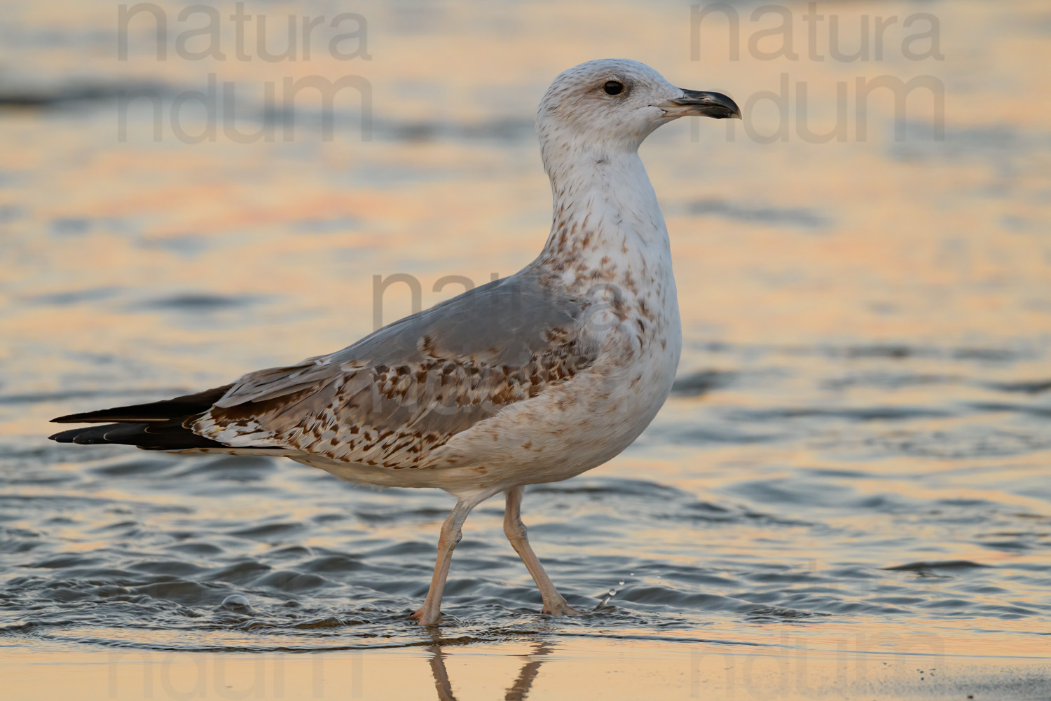 Photos of Yellow-legged Gull (Larus michahellis)