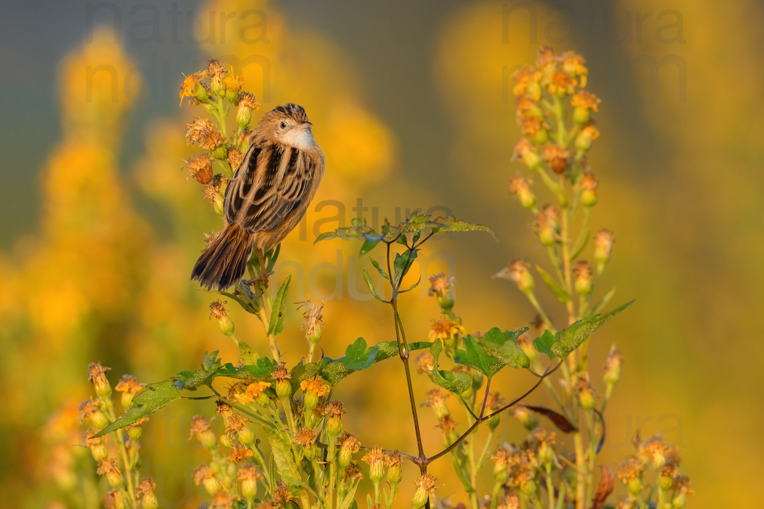 Photos of Zitting Cisticola (Cisticola juncidis)