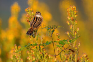 Foto di Beccamoschino (Cisticola juncidis)