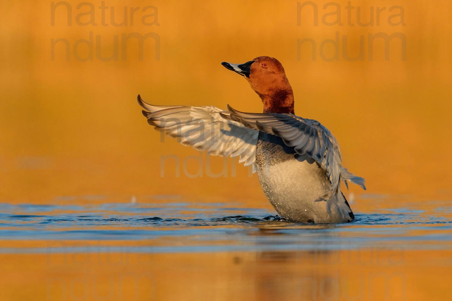 Photos of Common Pochard (Aythya ferina)