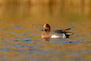 Photos of Eurasian Wigeon (Mareca penelope)