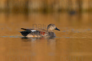 Photos of Gadwall (Mareca strepera)