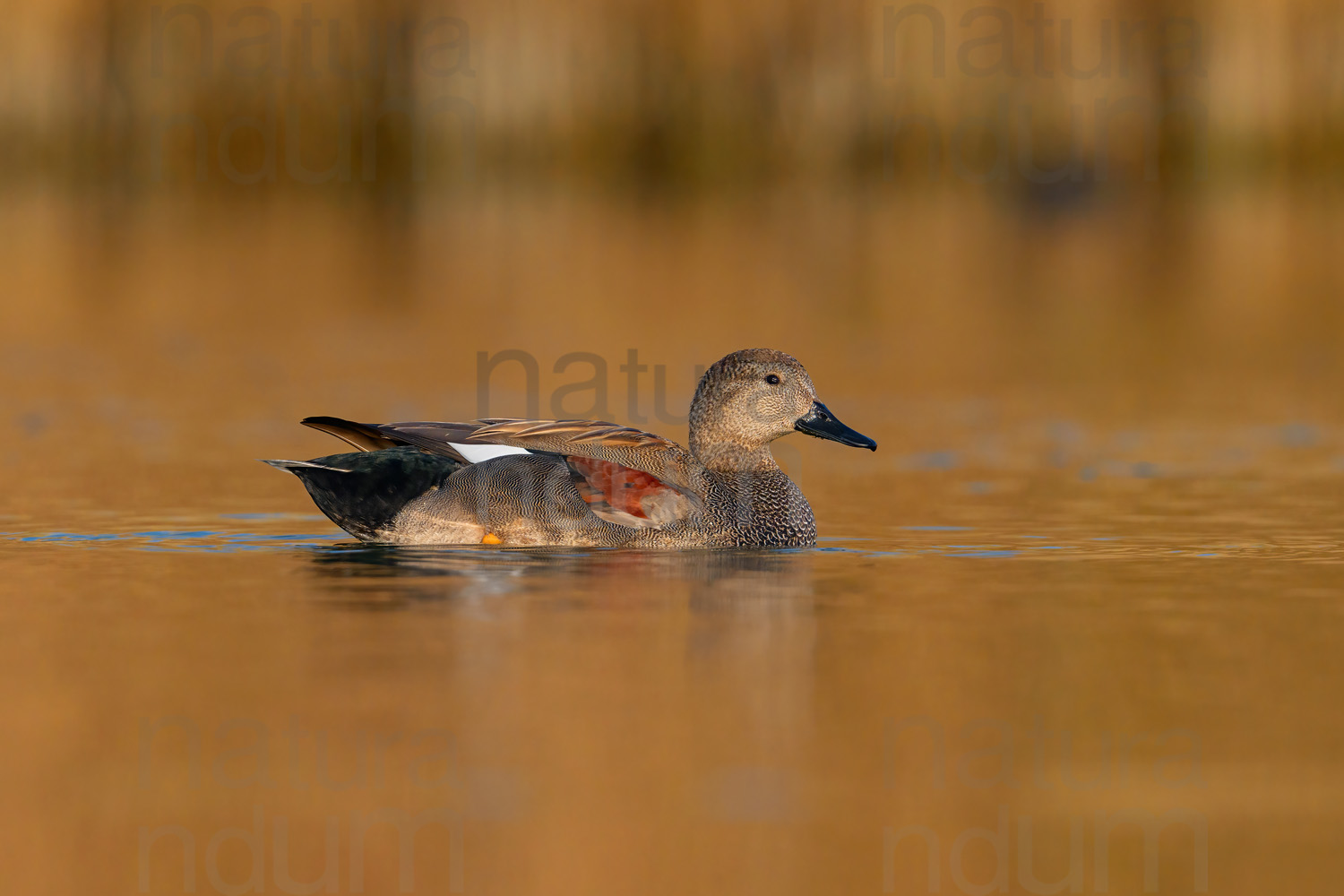 Foto di Canapiglia (Mareca strepera)