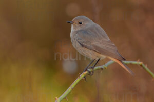 Photos of Black Redstart (Phoenicurus ochruros)