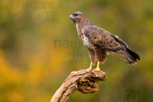 Photos of Common Buzzard (Buteo buteo)