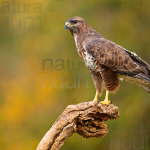 Foto di Poiana (Buteo buteo)