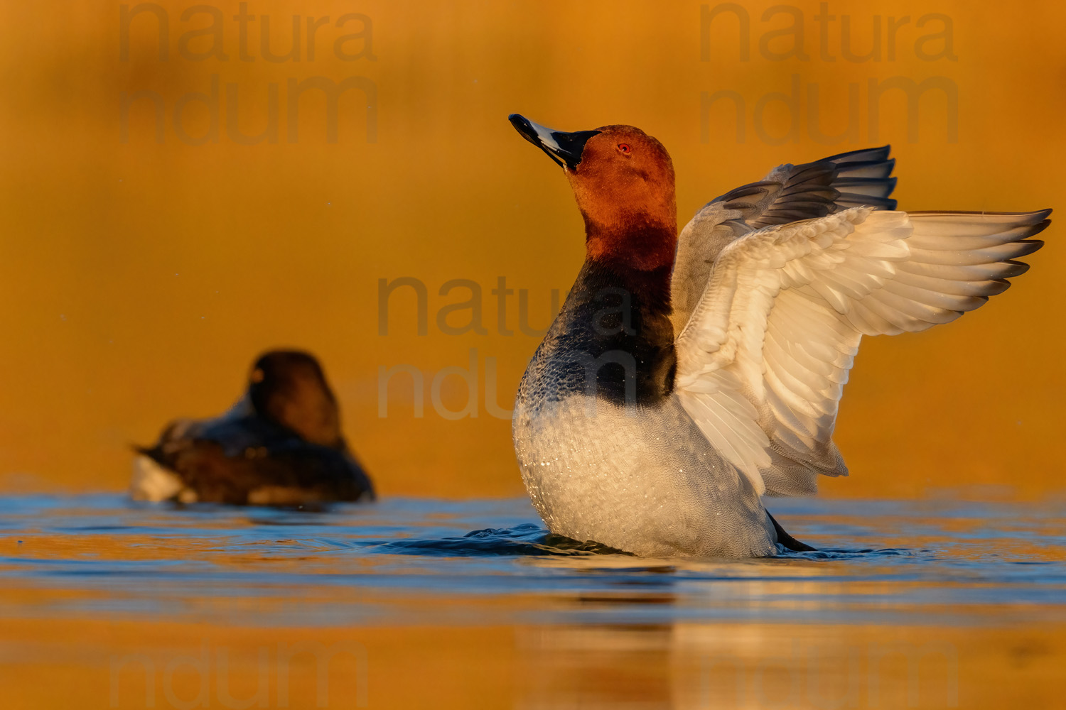 Photos of Common Pochard (Aythya ferina)