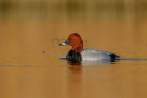 Photos of Common Pochard (Aythya ferina)