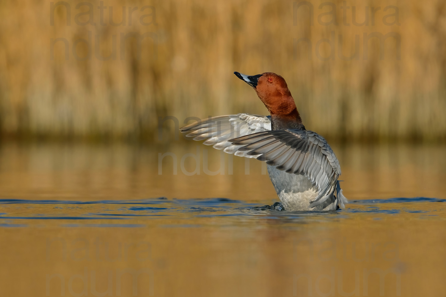 Photos of Common Pochard (Aythya ferina)