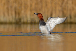 Photos of Common Pochard (Aythya ferina)