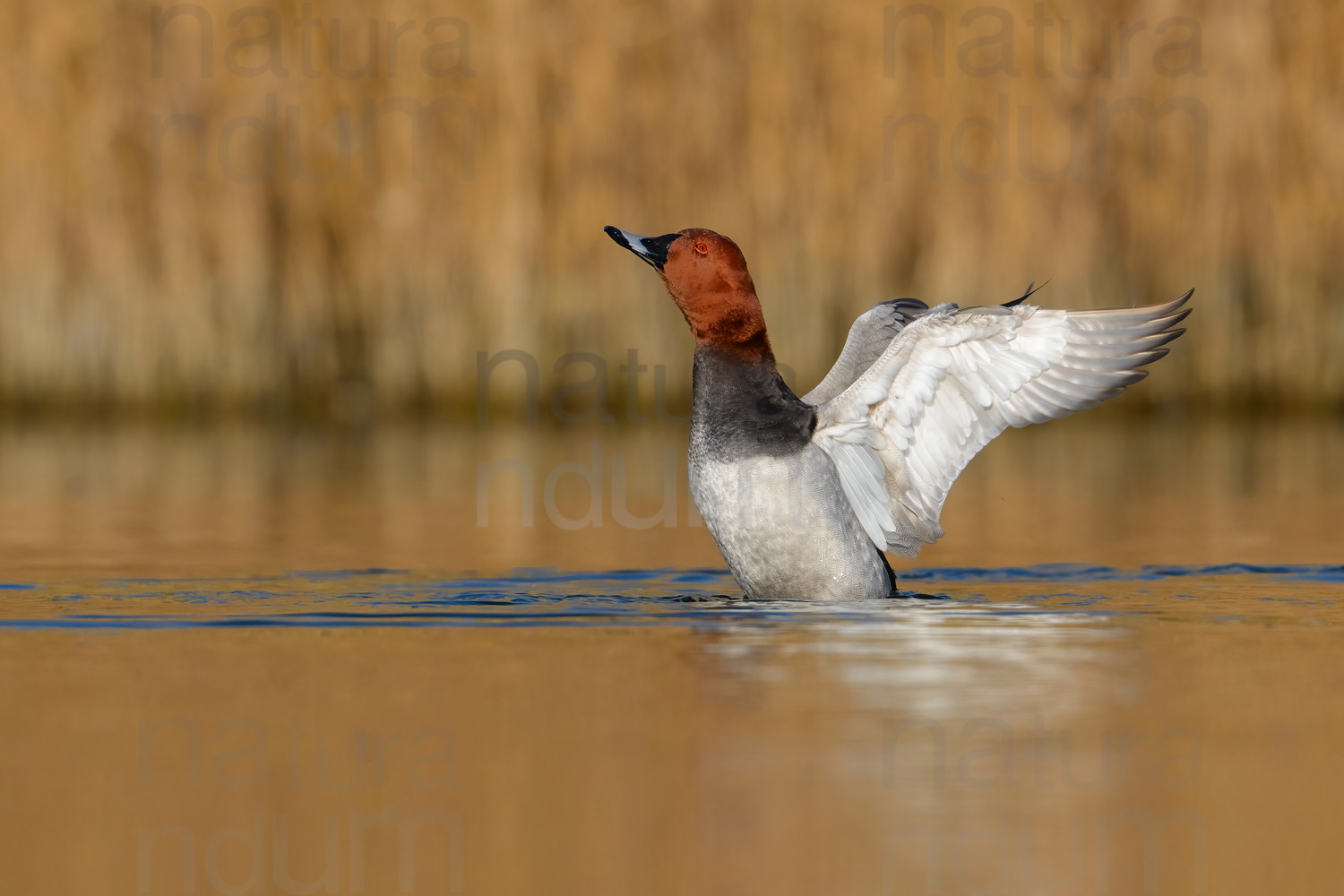 Photos of Common Pochard (Aythya ferina)