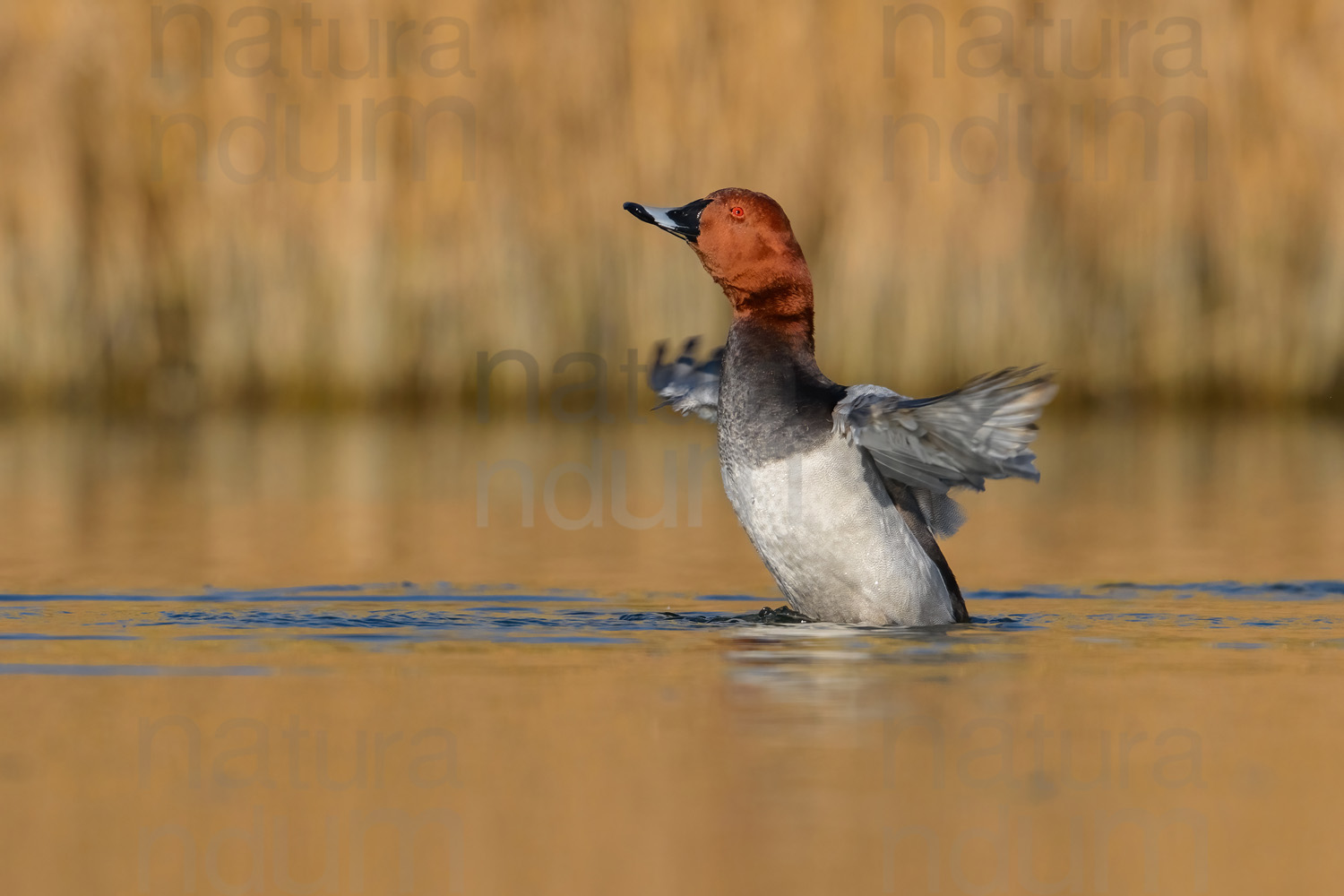 Photos of Common Pochard (Aythya ferina)