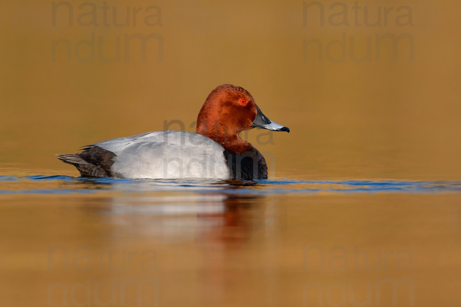 Photos of Common Pochard (Aythya ferina)