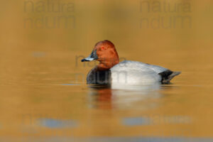 Photos of Common Pochard (Aythya ferina)