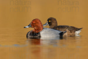 Photos of Common Pochard (Aythya ferina)