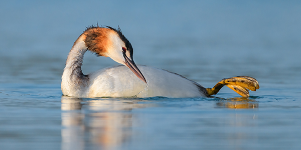 photos of grebes