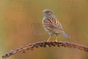 Photos of Dunnock (Prunella modularis)