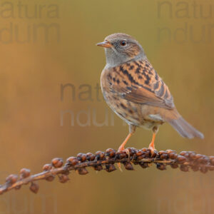 Photos of Dunnock (Prunella modularis)