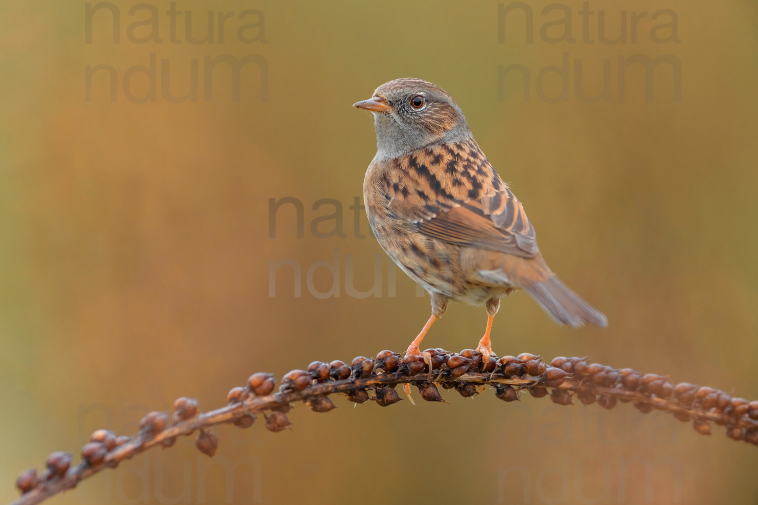 Foto di Passera scopaiola (Prunella modularis)