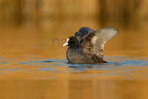 Foto di Folaga (Fulica atra)