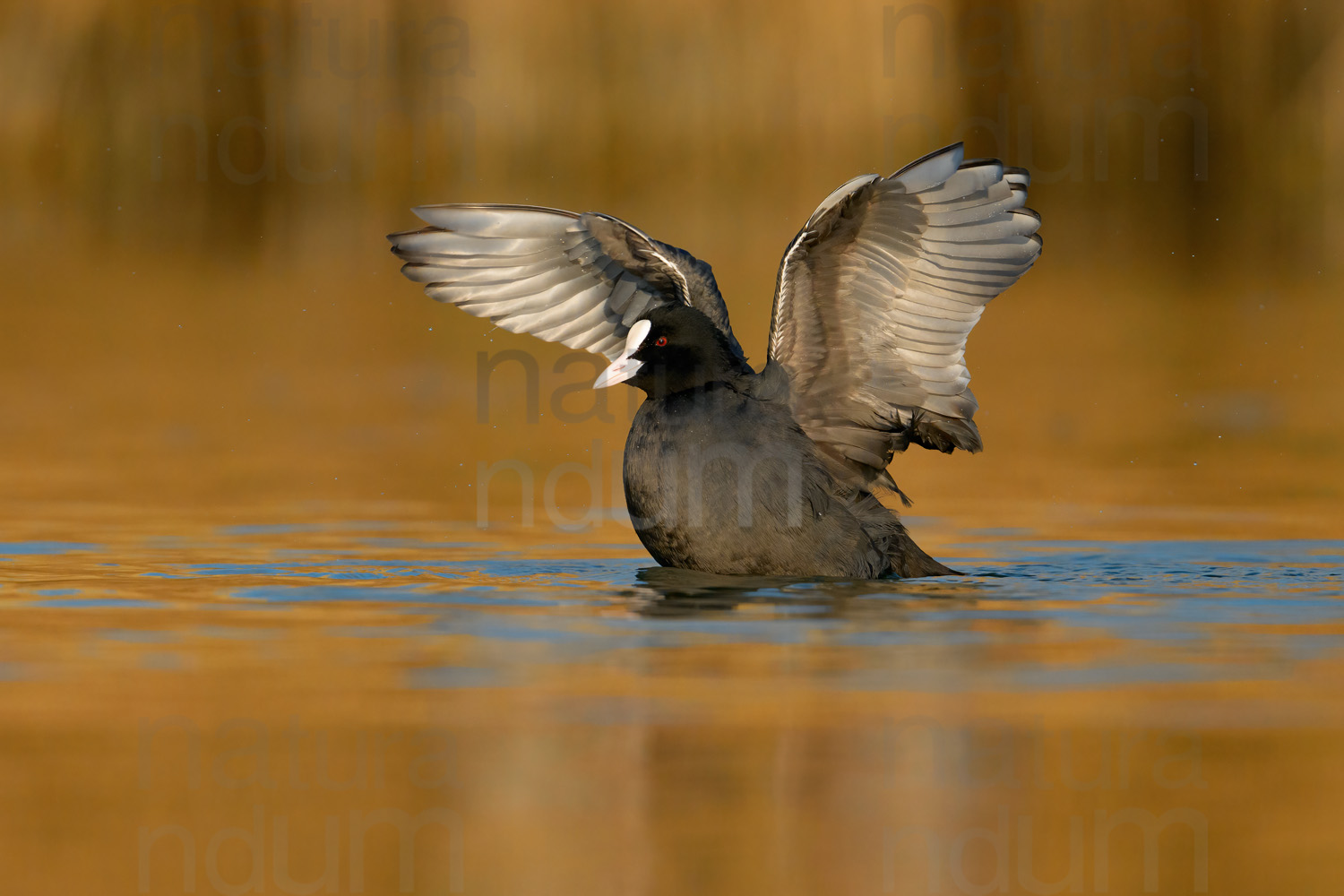 Foto di Folaga (Fulica atra)