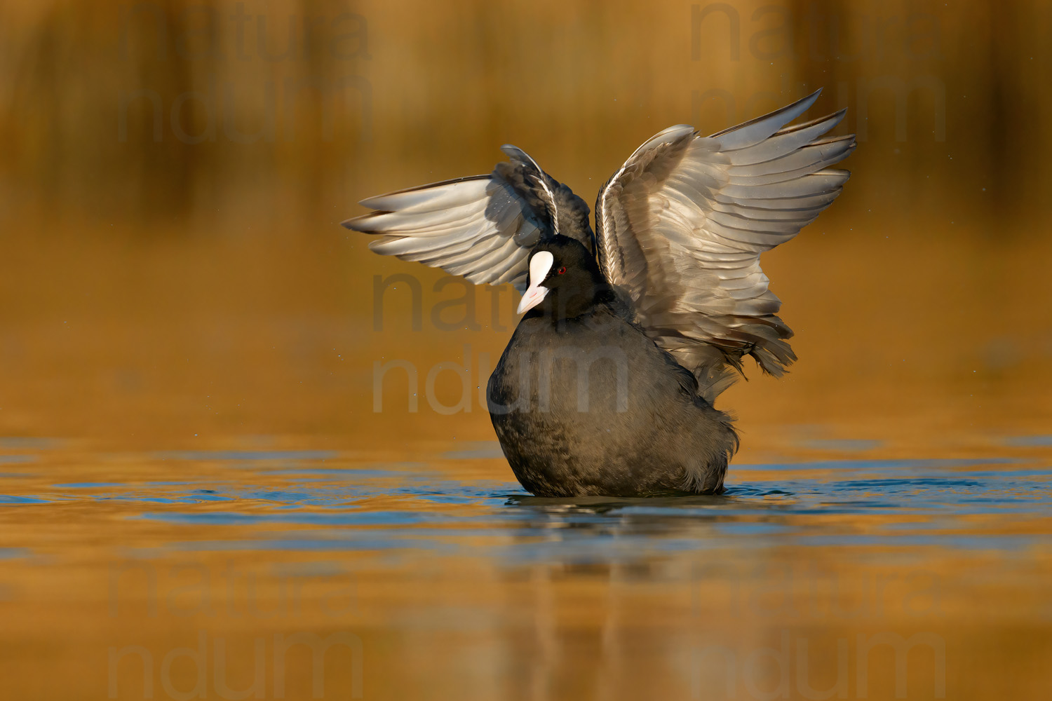 Foto di Folaga (Fulica atra)