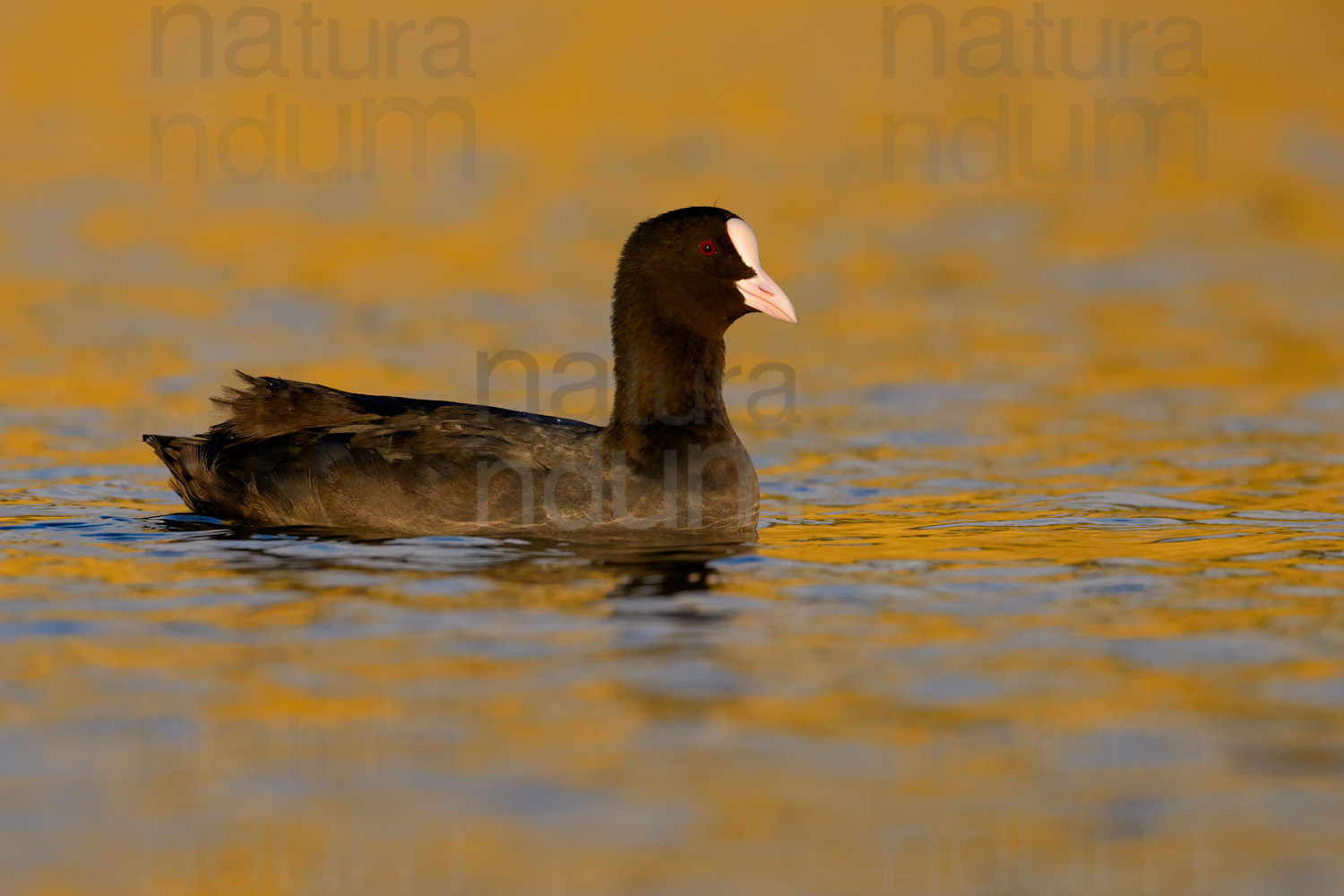 Foto di Folaga (Fulica atra)