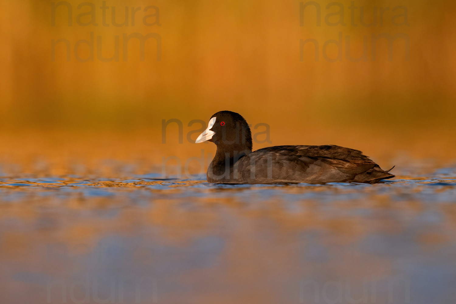 Foto di Folaga (Fulica atra)