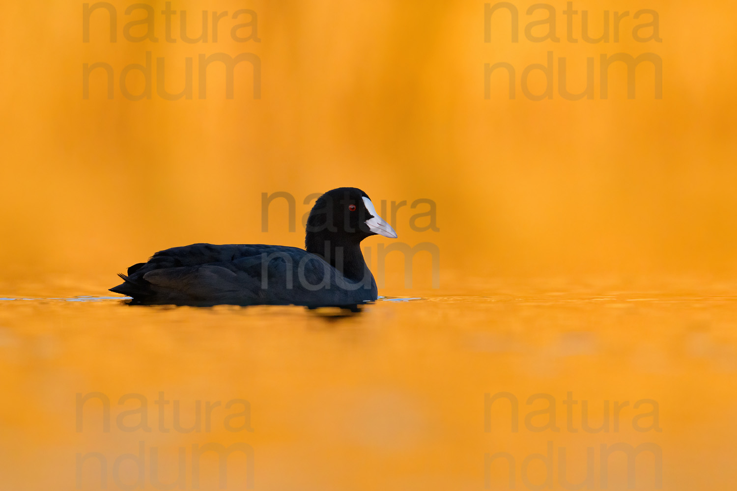 Foto di Folaga (Fulica atra)