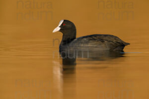 Foto di Folaga (Fulica atra)