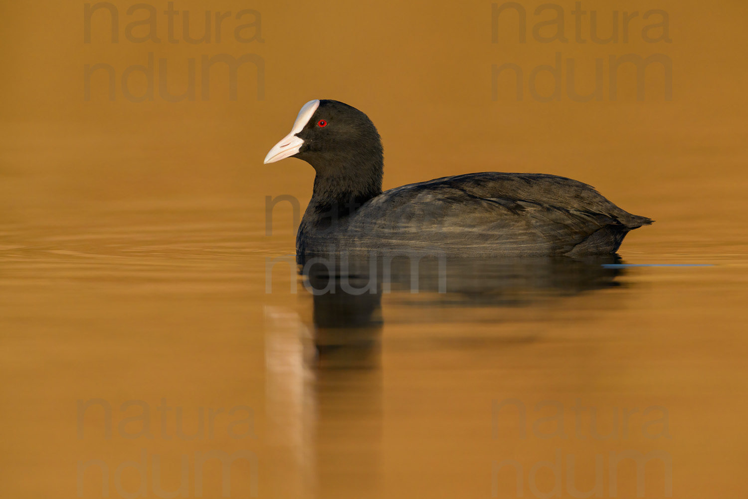 Foto di Folaga (Fulica atra)