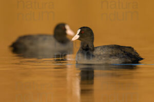 Foto di Folaga (Fulica atra)