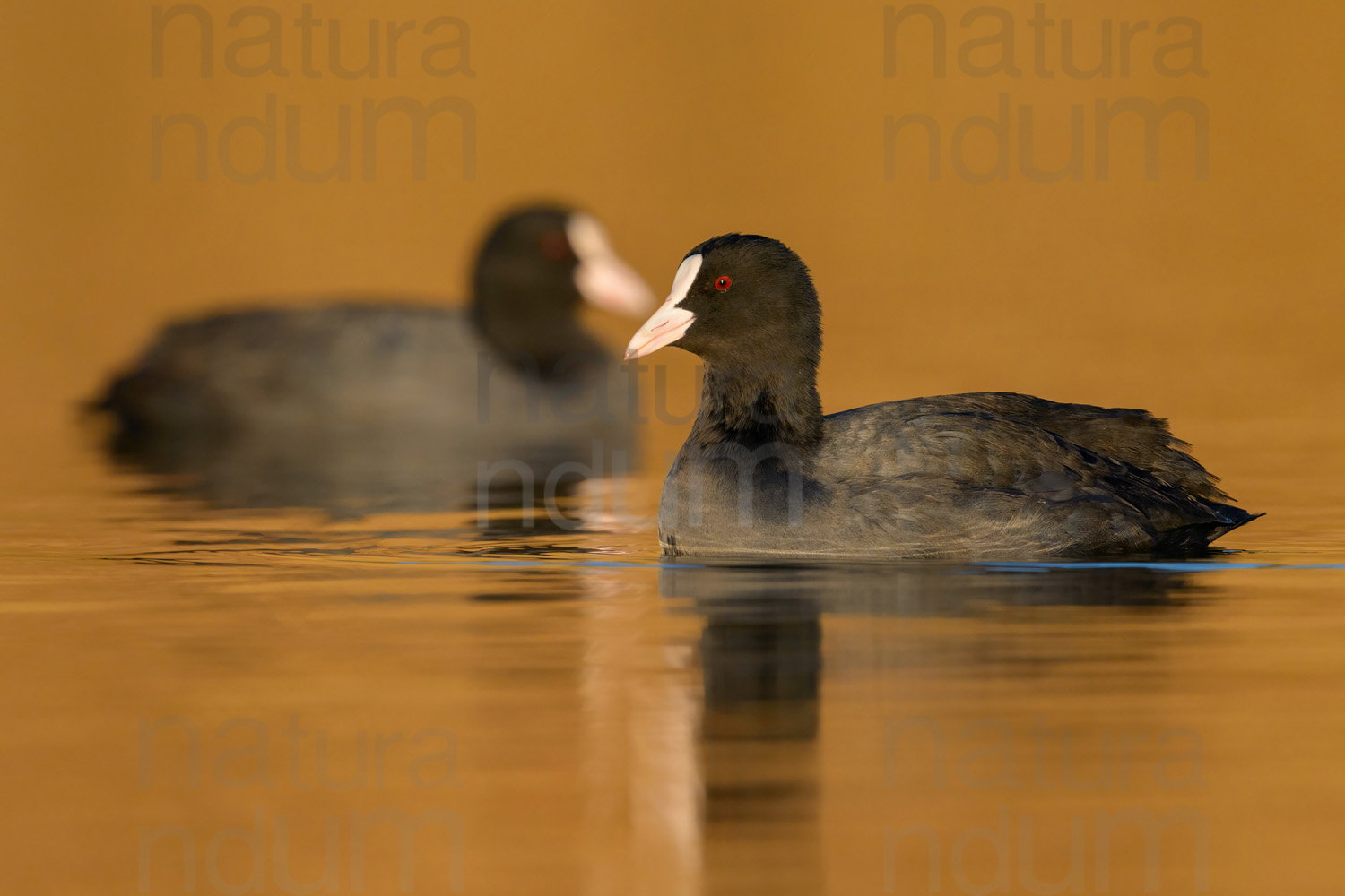 Foto di Folaga (Fulica atra)