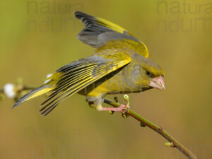 European Greenfinch (Chloris chloris)