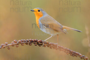 Foto di Pettirosso (Erithacus rubecola)