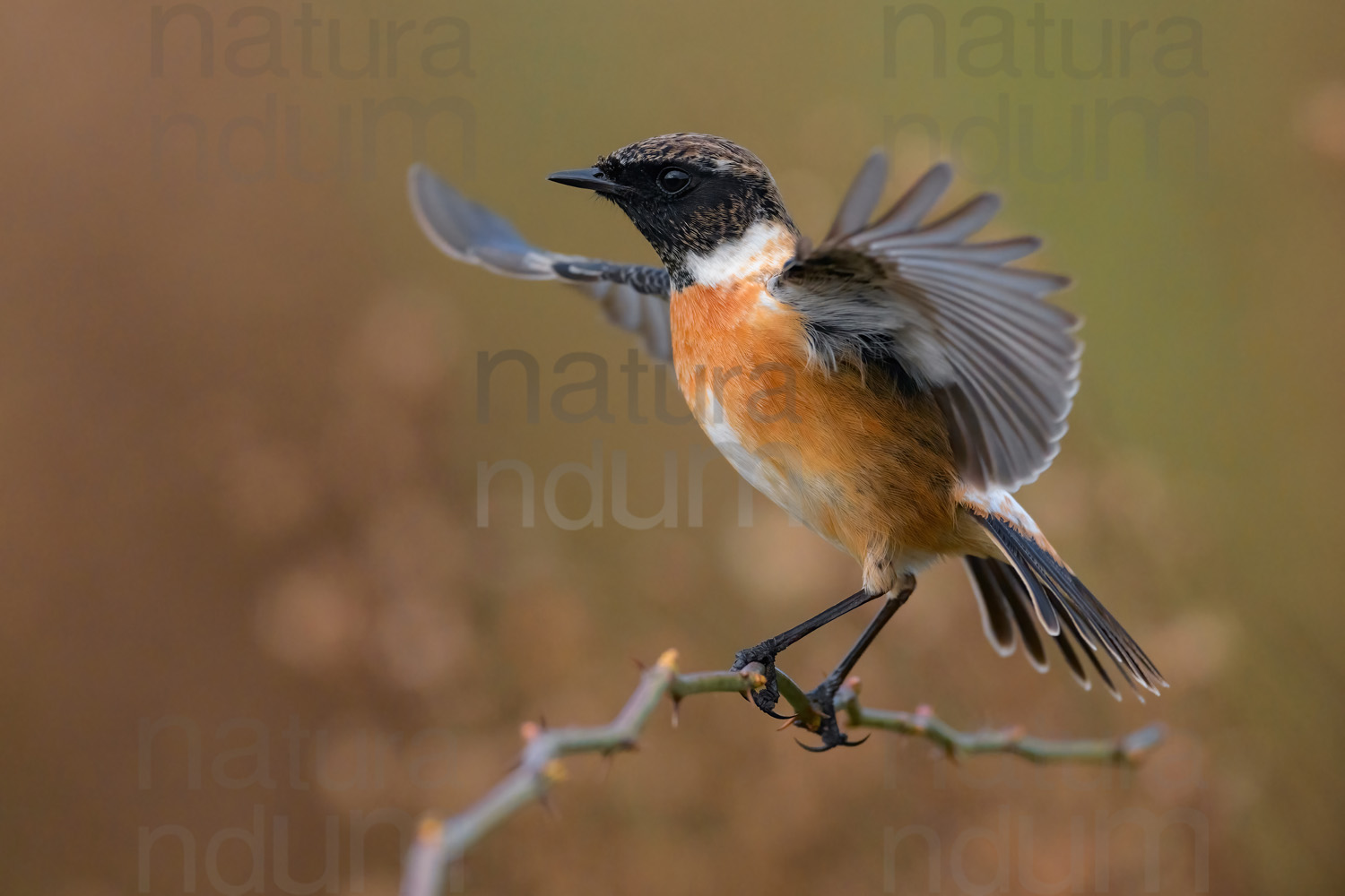 Foto di Saltimpalo (Saxicola rubicola)