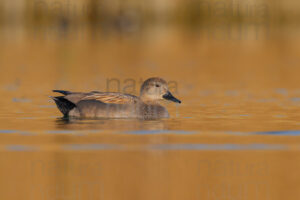 Photos of Gadwall (Mareca strepera)