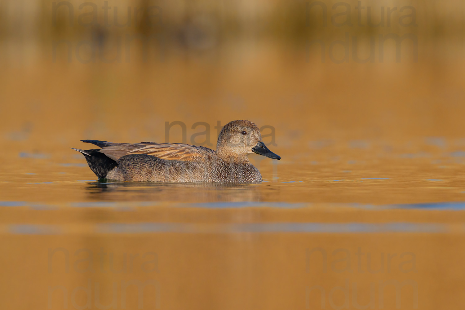 Foto di Canapiglia (Mareca strepera)