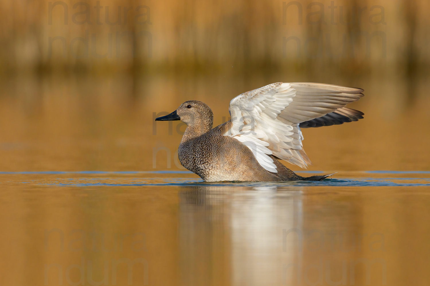 Foto di Canapiglia (Mareca strepera)