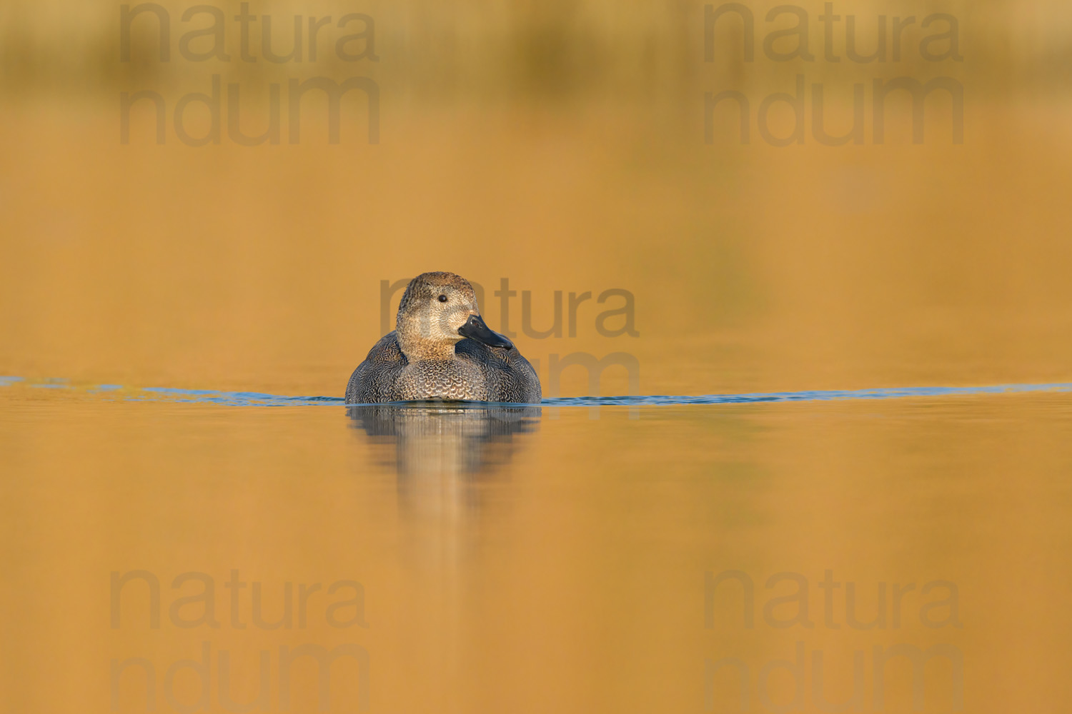 Foto di Canapiglia (Mareca strepera)