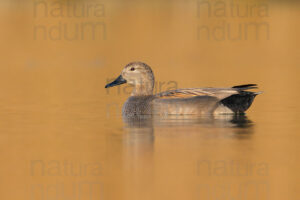 Foto di Canapiglia (Mareca strepera)