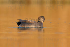 Photos of Gadwall (Mareca strepera)